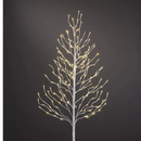 Árvores Brancas Quentes De Bétula iluminada