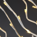 Árvores Brancas Quentes De Bétula iluminada