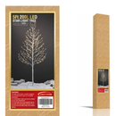 Árvores Brancas Quentes De Bétula iluminada